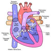 Heart Rate Heart Beats Blood Left
