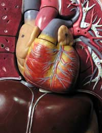 Heart Valve Heart Valve Disease Atrium