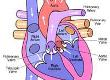 The Heart: Facts, Figures and Stats